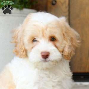 Mack, Cockapoo Puppy
