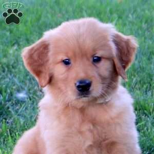 Mack, Golden Retriever Puppy
