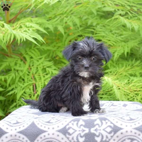 Macy, Morkie / Yorktese Puppy