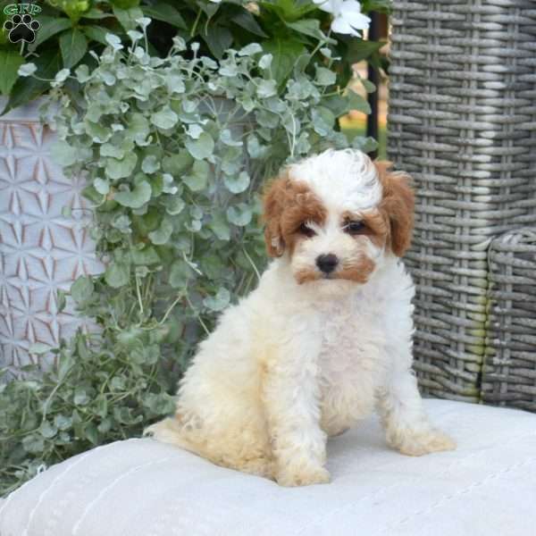 Macy, Cavapoo Puppy