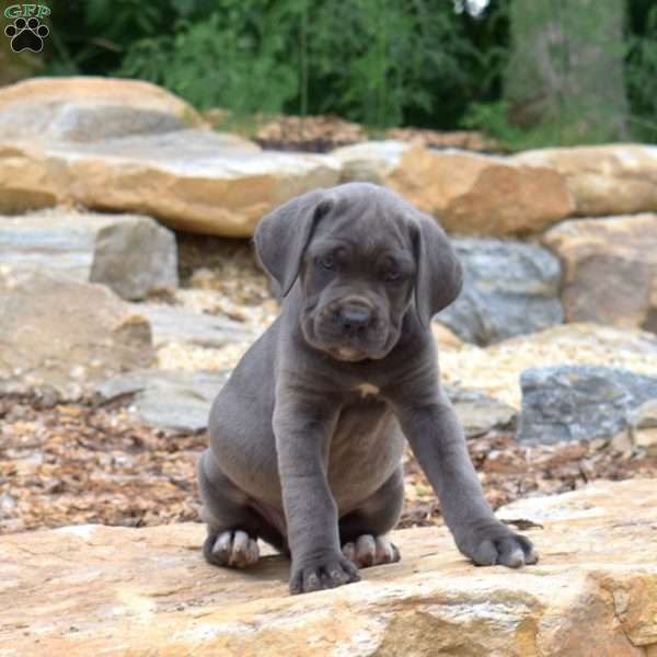 Macy, Cane Corso Puppy