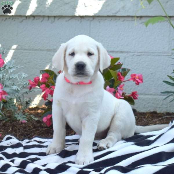 Macy, Yellow Labrador Retriever Puppy