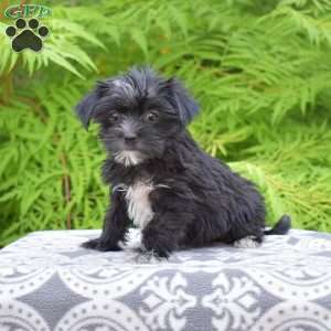 Macy, Morkie / Yorktese Puppy