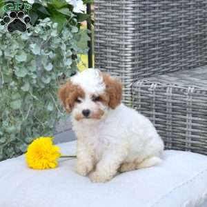 Macy, Cavapoo Puppy
