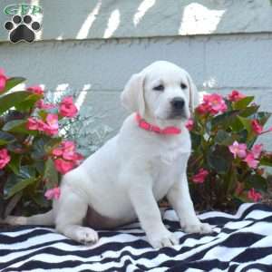 Macy, Yellow Labrador Retriever Puppy
