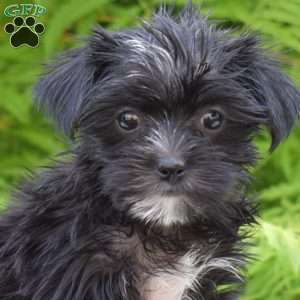 Macy, Morkie / Yorktese Puppy