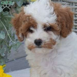 Macy, Cavapoo Puppy