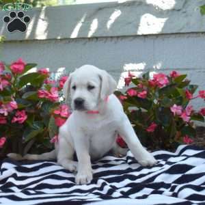 Macy, Yellow Labrador Retriever Puppy