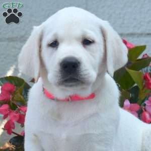 Macy, Yellow Labrador Retriever Puppy