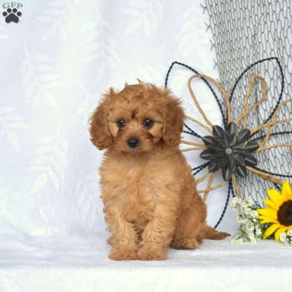 Madeline, Cavapoo Puppy
