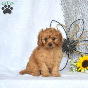 Madeline, Cavapoo Puppy