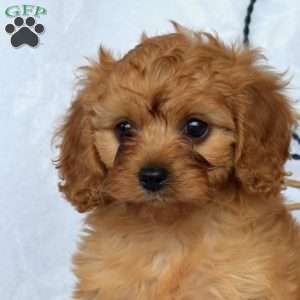 Madeline, Cavapoo Puppy