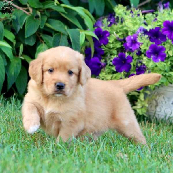 Maggie, Goldendoodle Puppy