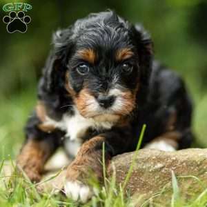 Maggie, Cavapoo Puppy