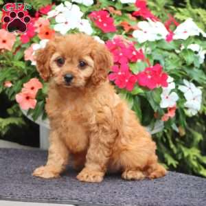 Mahlon, Cavapoo Puppy