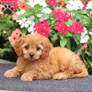 Mahlon, Cavapoo Puppy