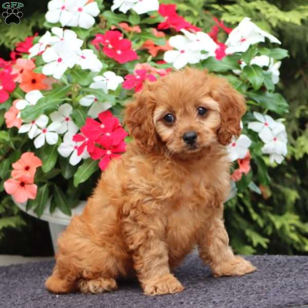 Mahlon, Cavapoo Puppy