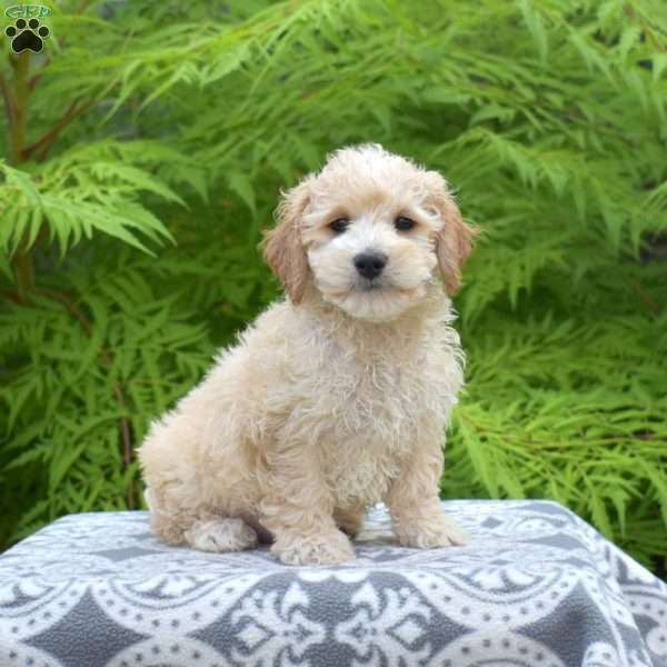 Major, Maltipoo Puppy