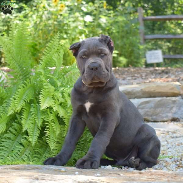 Major, Cane Corso Puppy