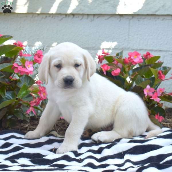 Major, Yellow Labrador Retriever Puppy