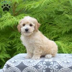 Major, Maltipoo Puppy