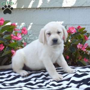Major, Yellow Labrador Retriever Puppy