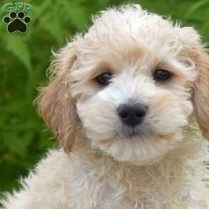 Major, Maltipoo Puppy