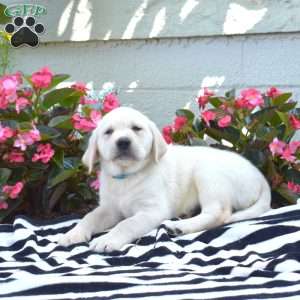 Major, Yellow Labrador Retriever Puppy