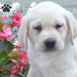 Major, Yellow Labrador Retriever Puppy