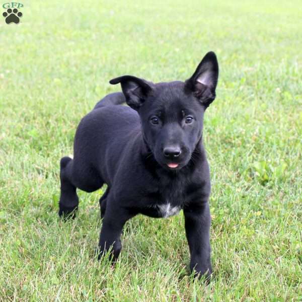 Mallory, Belgian Malinois Puppy
