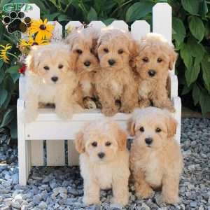 Irvan, Maltipoo Puppy