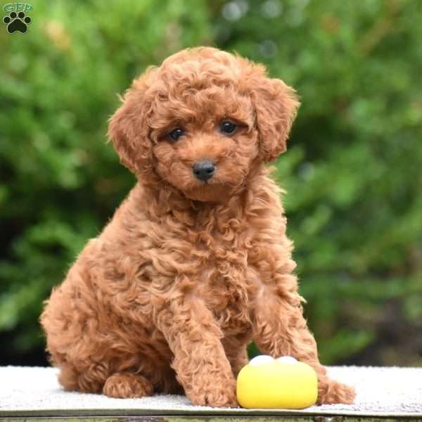 Mandy, Mini Goldendoodle Puppy