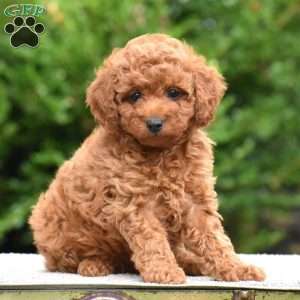 Mandy, Mini Goldendoodle Puppy
