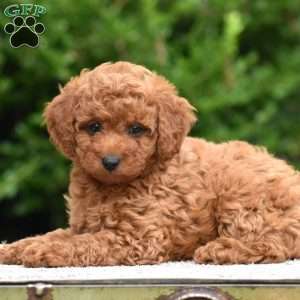 Mandy, Mini Goldendoodle Puppy