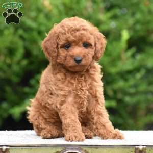 Mandy, Mini Goldendoodle Puppy