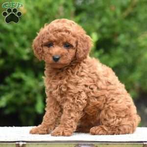 Mandy, Mini Goldendoodle Puppy