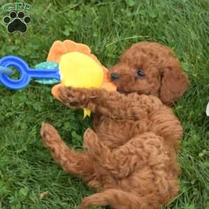 Mandy, Mini Goldendoodle Puppy