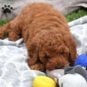 Mandy, Mini Goldendoodle Puppy
