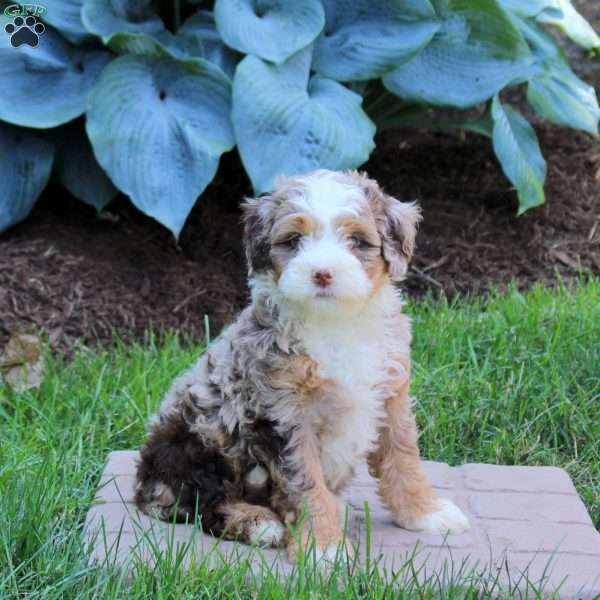 Mandy, Mini Bernedoodle Puppy