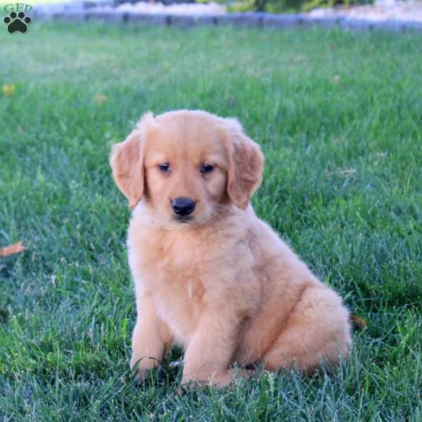 Mandy, Golden Retriever Puppy