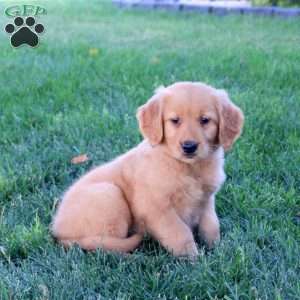 Mandy, Golden Retriever Puppy