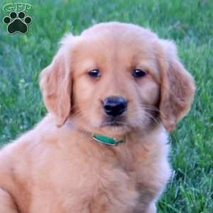 Mandy, Golden Retriever Puppy