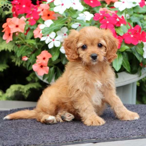 Mandy, Cavapoo Puppy