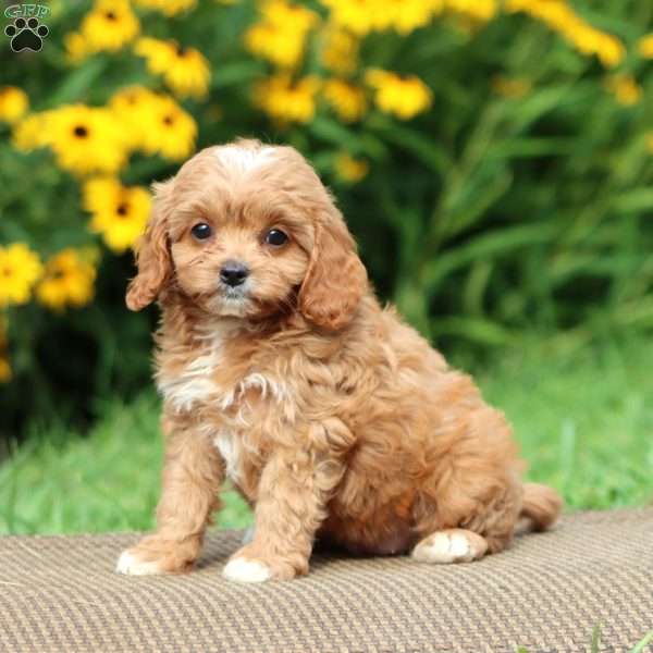 Mandy, Cavapoo Puppy