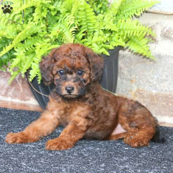 Mandy, Miniature Poodle Puppy