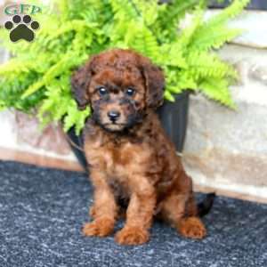 Mandy, Miniature Poodle Puppy