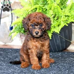 Mandy, Miniature Poodle Puppy