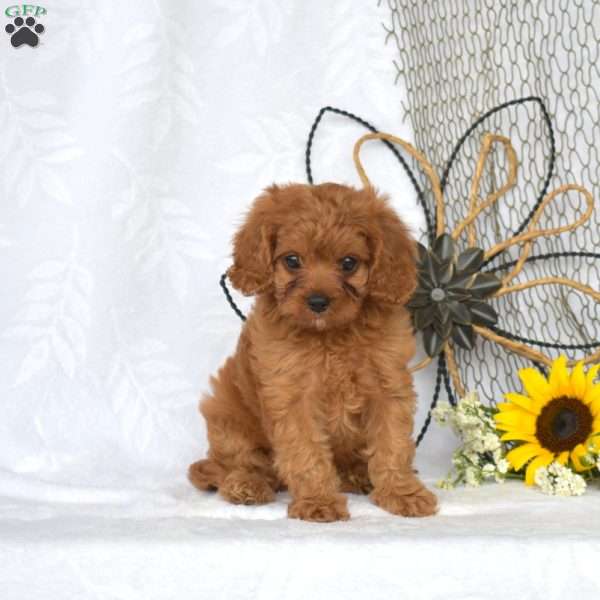 Mango, Cavapoo Puppy