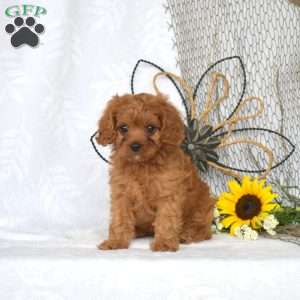 Mango, Cavapoo Puppy