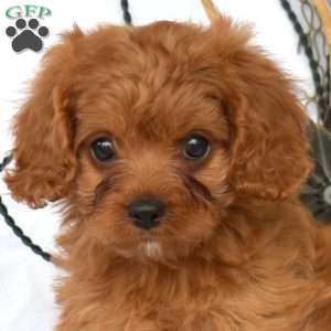 Mango, Cavapoo Puppy